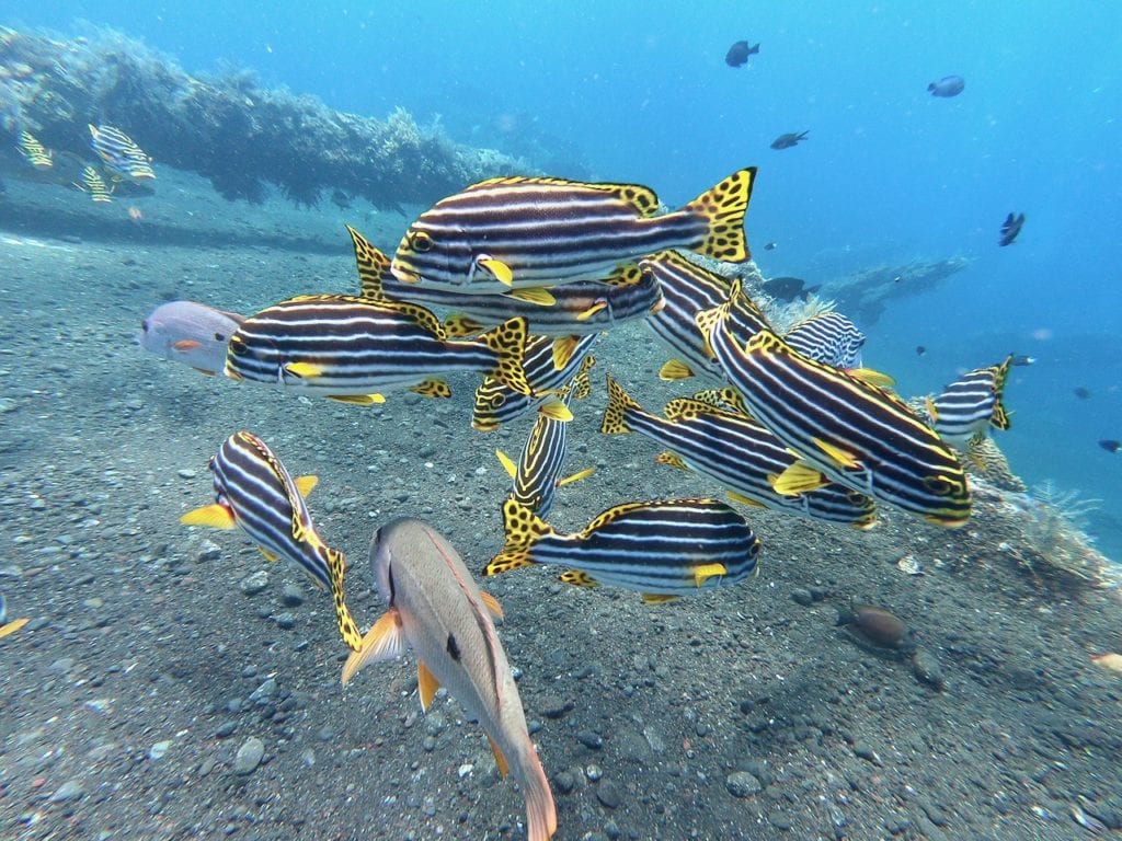 sweetlips-wreck-diving