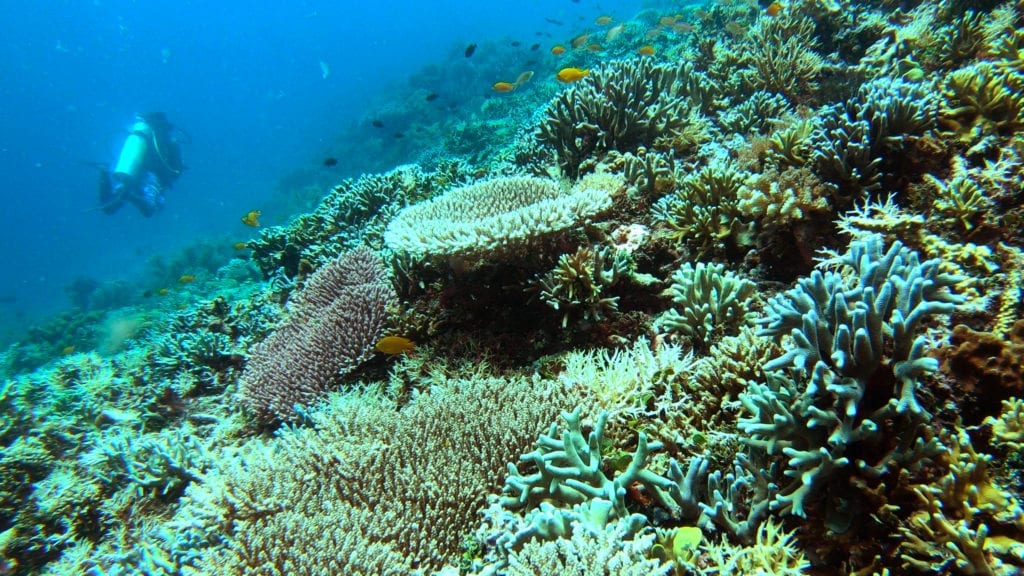 Diving In Mansuar - Raja Ampat- Indonesia - divetip.com