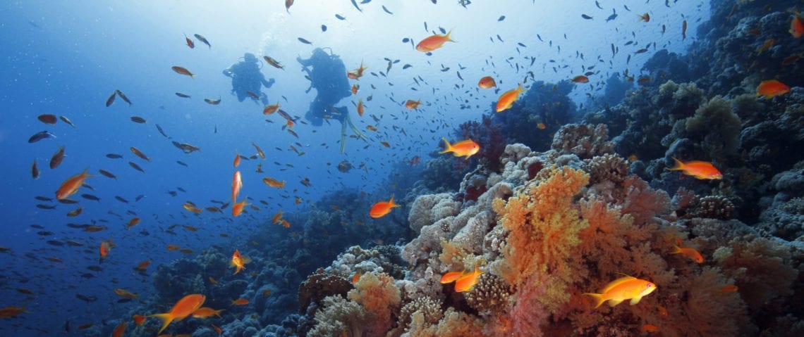 fad skat dele Diving Red Sea - Sharm El-Sheik reviews - divetip.com