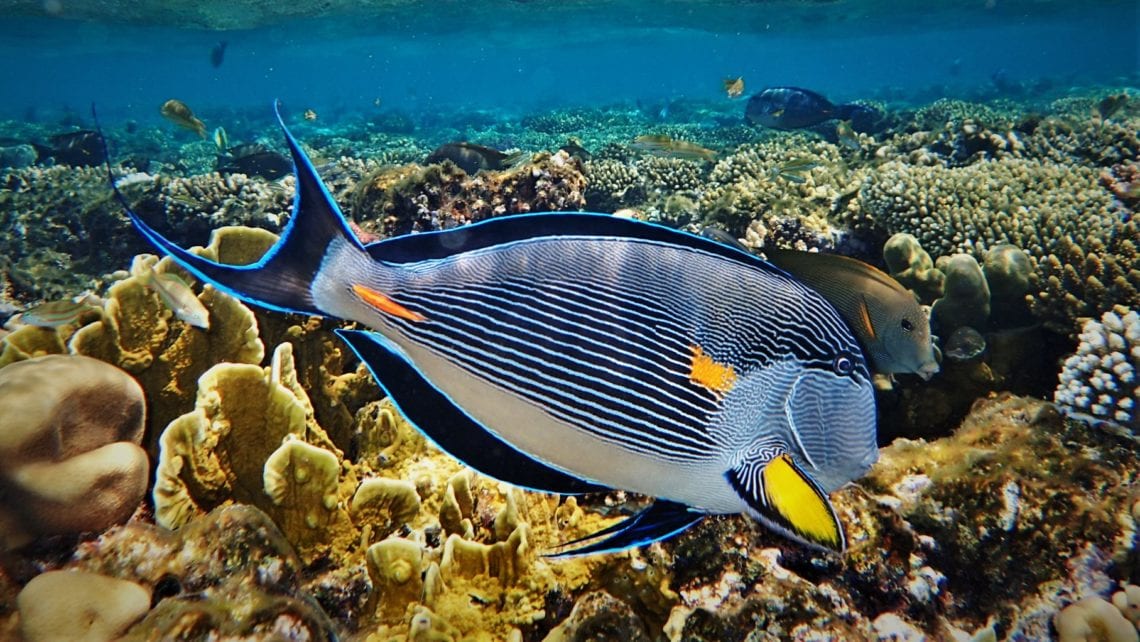 snorkeling-in-sharm-el-sheikh-egypt-divetip