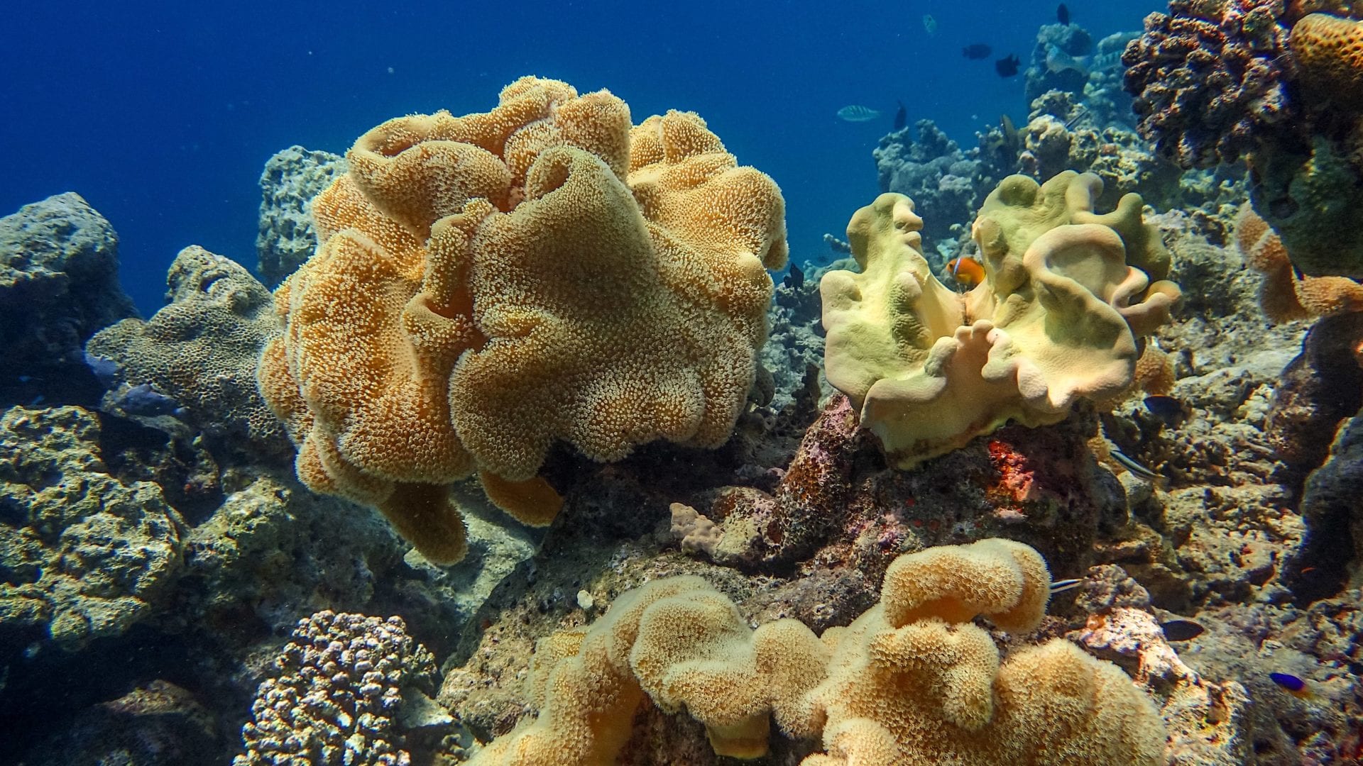 Diving in the Maldives one of best diving destination