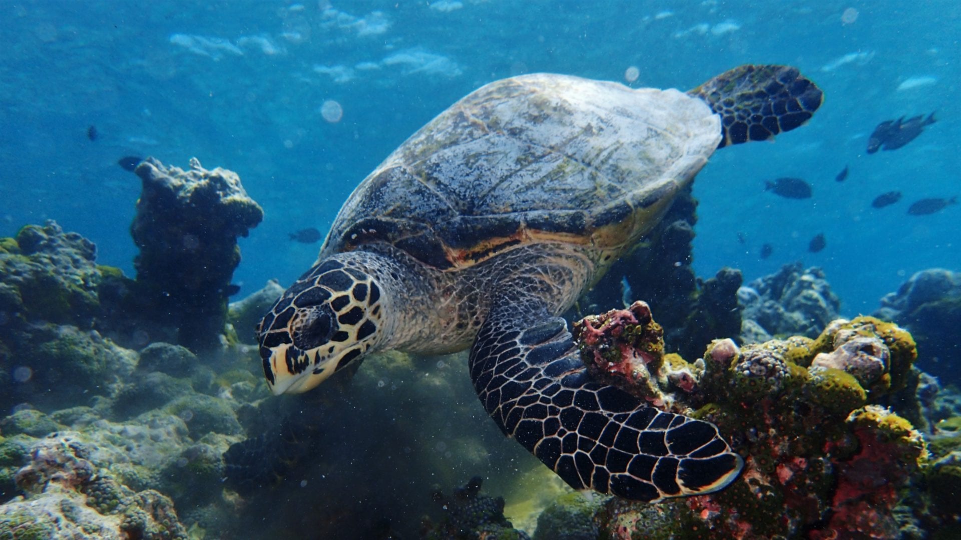 Snorkeling trips in the Maldives - divetip.com