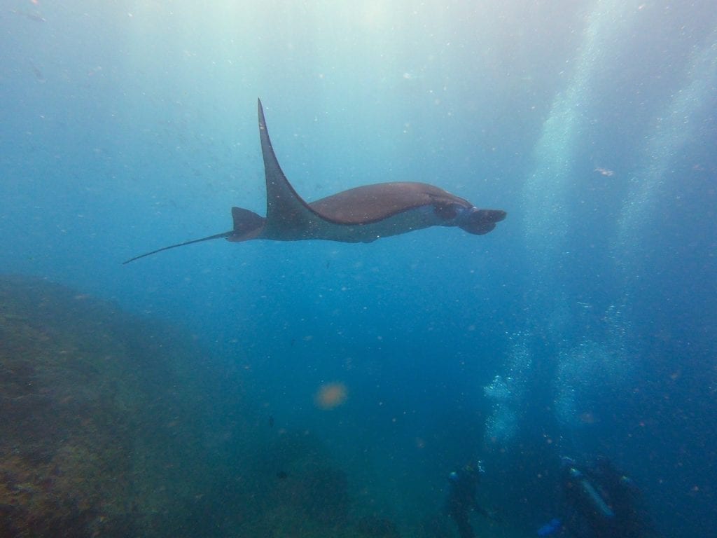 diving-manta-ray