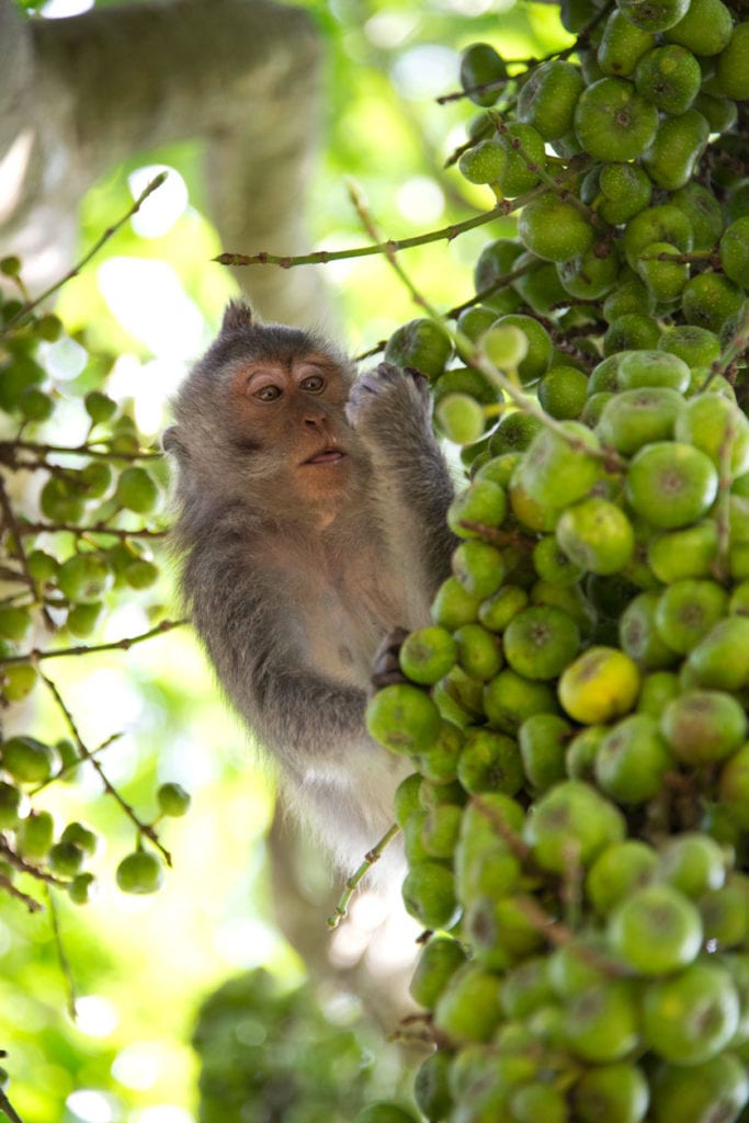 Macaques eating fruits