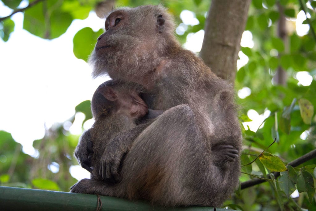 Monkey feeding baby