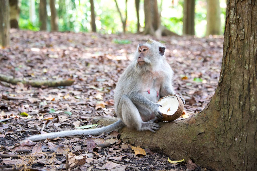 Ubud Monkey Forest