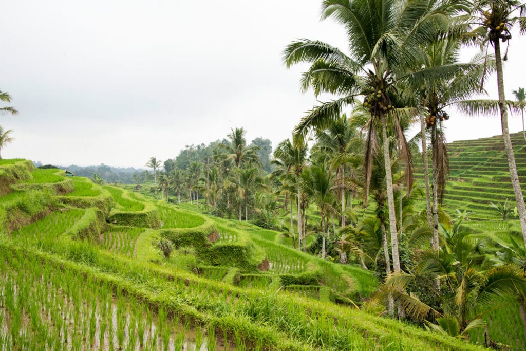 Tegallalang Rice Terrace