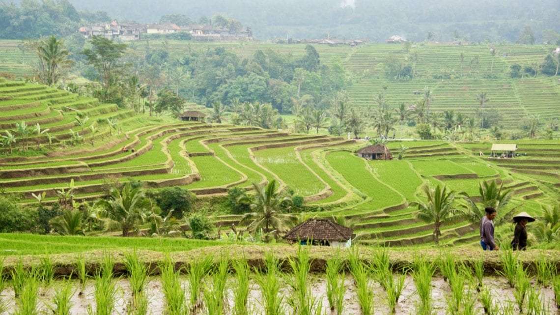 Jatiluwih Rice  Terraces  Bali  travel guide divetip com