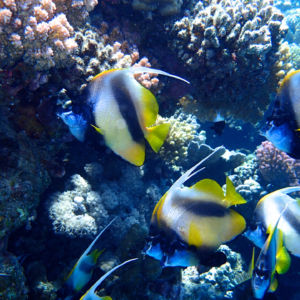 snorkeling-red-sea