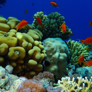 diving-red-sea