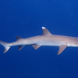 whitetip shark maldives snorkeling