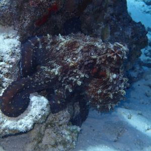 octopus maldives snorkeling