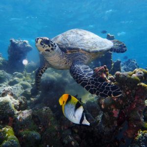 Turtle Snorkeling Maldives