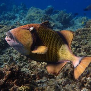 titan triggerfish maldives snorkeling