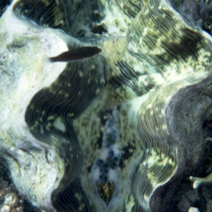 Giant-Clam-Snorkeling