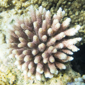 raja-ampat-coral