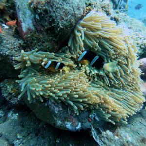 anemones-libery-wreck