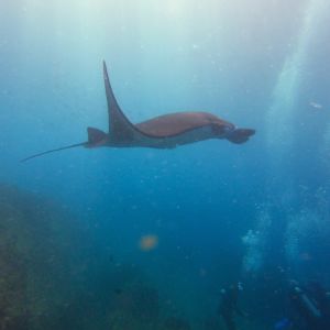 diving-manta-ray